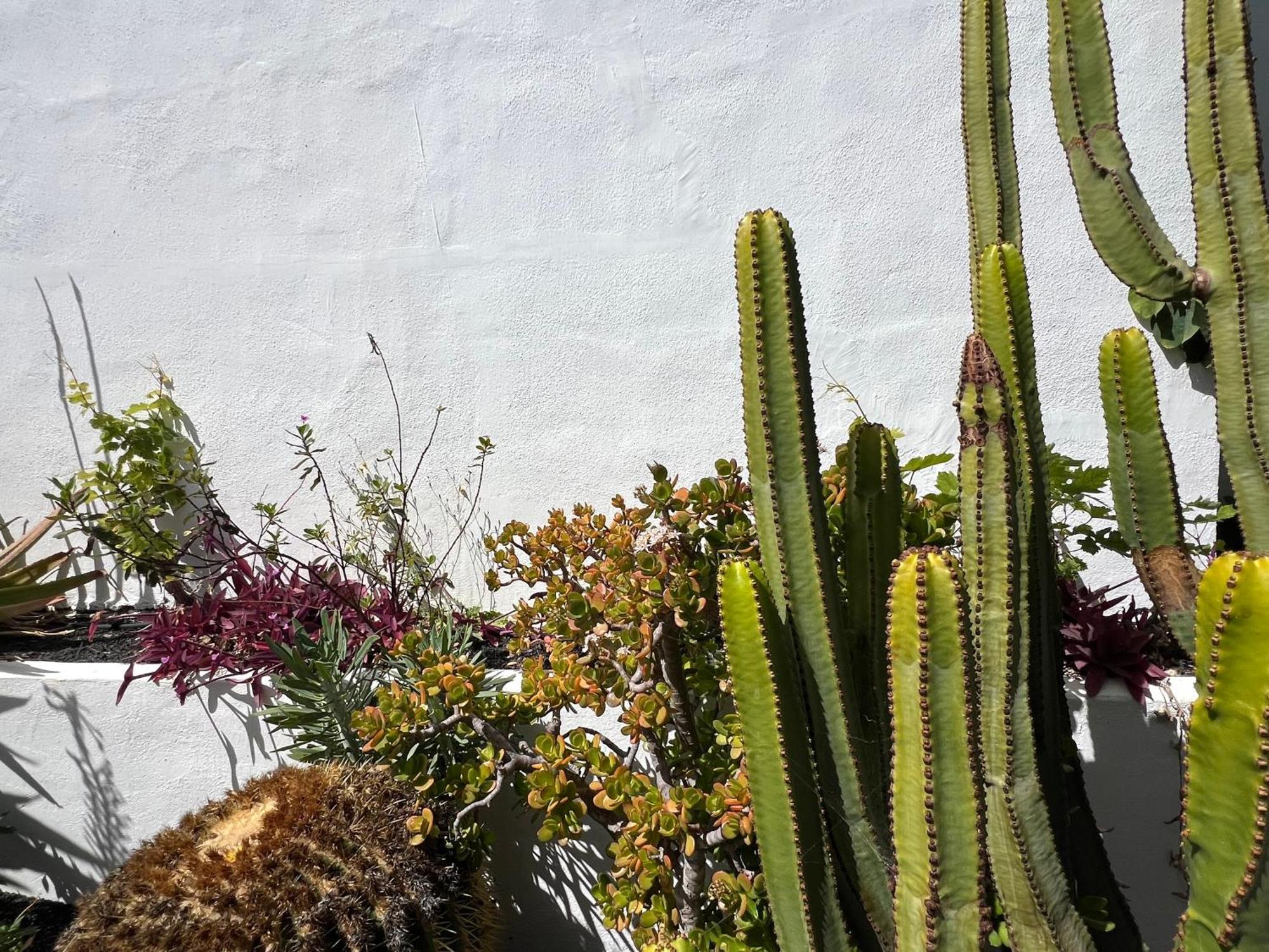 Oasis En Lanzarote Βίλα Costa Teguise Εξωτερικό φωτογραφία